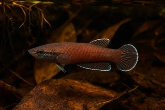 Betta channoides  Snakehead Fighter (Ang)