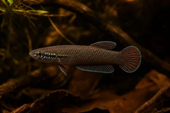 Betta foerschi  Betta caméléon