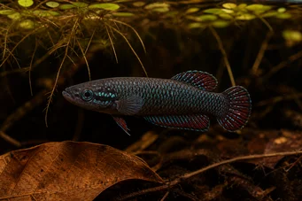 Betta imbellis Betta paisible