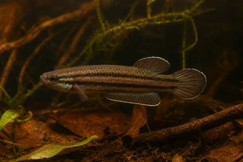Betta trifasciata Combattant