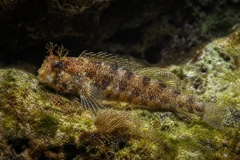 Blennius gattorugine Blennie gattorugine