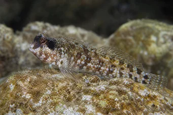 Blennius nigriceps Blennie à tête noire
