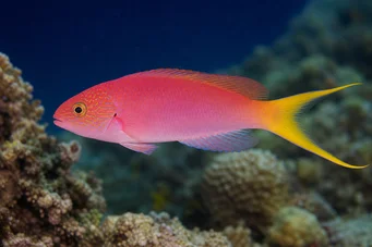 Bodianus anthioides Bodianus
