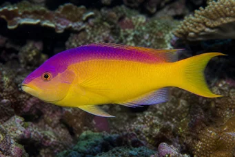 Bodianus rufus Labre espagnol