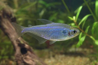 Boehlkea fredcochui Tétra bleu du pérou