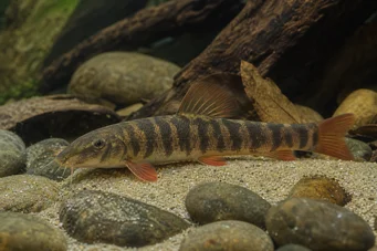 Botia rubripinnis Loche verte