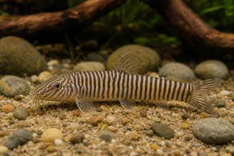 Botia striata Loche striée