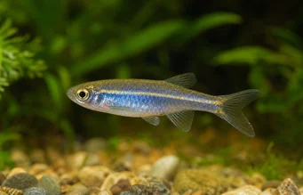 Brachydanio kerri Danio kerri