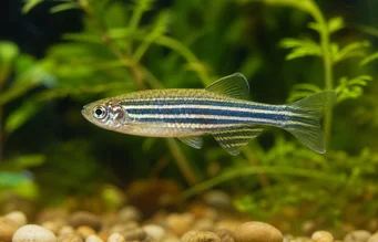Brachydanio rerio Danio rério