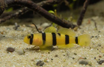 Brachygobius doriae Poisson abeille, poisson bourdon
