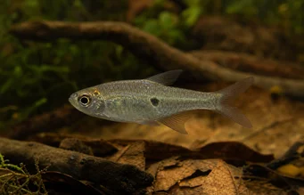 Brachypetersius pseudonummifer Brachypetersius pseudonummifer