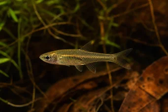 Brittanichthys myersi Tétra rouge sang de Myers