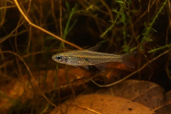 Brittanichthys sp Tétra à tirets luminescents