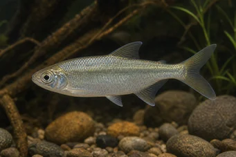 Brycinus leuciscus Brycinus blanc