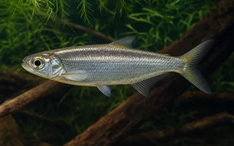 Bryconops affinis Bryconops effilé