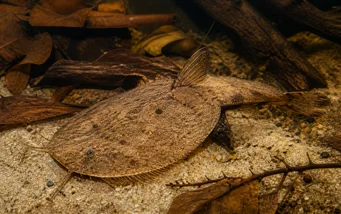 Bunocephalus kneri Poisson banjo