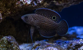 Calloplesiops altivelis Poisson comète