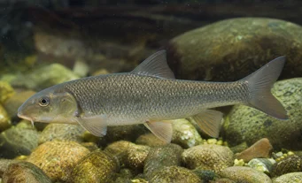 Capoeta oligolepis Barbus oligolepis
