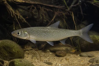Capus commus Carpe commune
