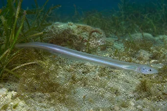 Carapus acus Aurin