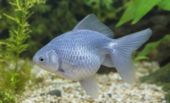 Carassius auratus ciel Yeux-au-ciel
