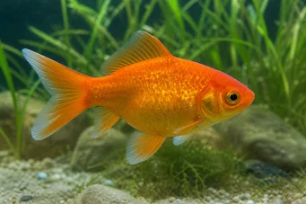 Carassius auratus Ryukin rouge et blanc