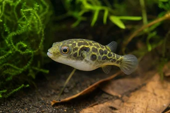 Carinotetraodon somphongsi Carinotetraodon somphongsi