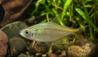 Carlastyanax aurocaudatus Aucun