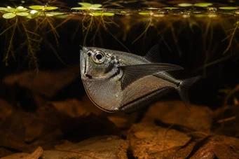 Carnegiella myersi Poisson-hachette transparent
