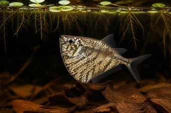 Carnegiella strigata strigata Poisson-hachette marbré
