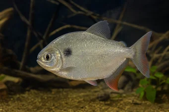 Catoprion mento Piranha mento, pacou à grosse tête