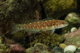 Centrolabrus exoletus Petite vieille