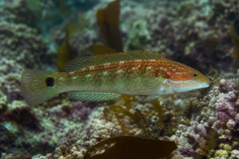 Centrolabus melops Crénilabre commun