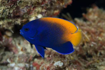 Centropyge acanthops Ange-nain d'afrique