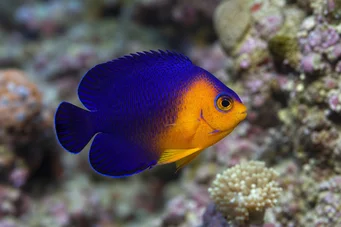 Centropyge argi Ange de mer nain