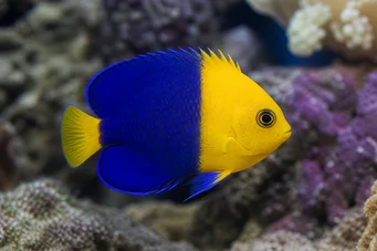 Centropyge bicolor Holacanthe bicolore