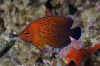 Centropyge ferrugatus Poisson-ange nain rouille