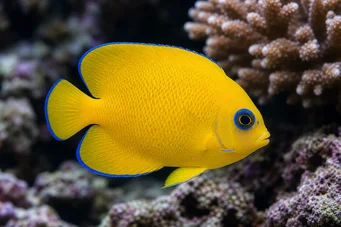 Centropyge flavissimus Holacanthe jaune