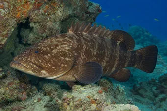Cephalopholis boenak Mérou de boenak (mérou brun)