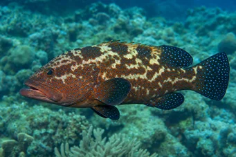 Cephalopholis urodelus Mérou