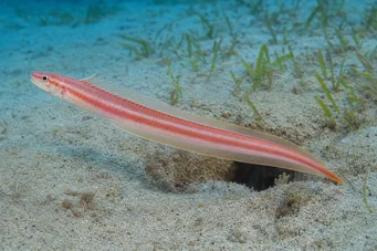 Cepola rubescens Poisson-ténia