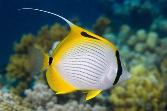 Chaetodon auriga Chétodon cocher