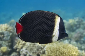 Chaetodon collare Chaetodon collare