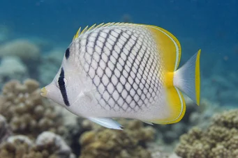 Chaetodon decussatus Chétodon faux-vagabond