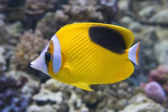 Chaetodon ephippium Poisson-papillon à tache noire
