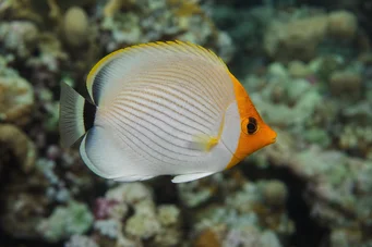 Chaetodon larvatus Poisson-papillon masqué