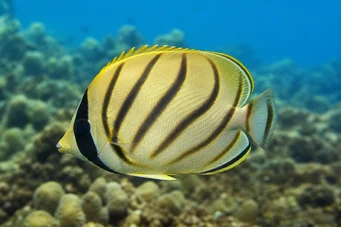 Chaetodon lunula Chétodon rayé
