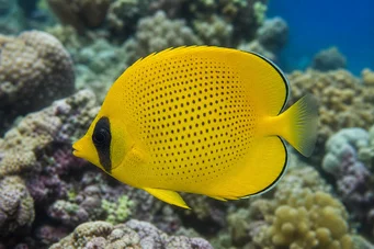 Chaetodon miliaris Poisson-papillon citron