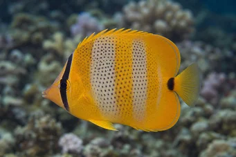 Chaetodon punctatofasciatus Chaetodon punctatofasciatus