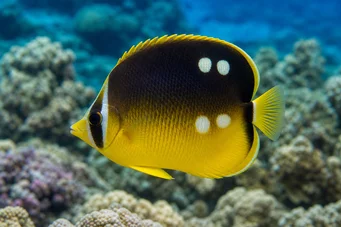 Chaetodon quadrimaculatus Chétodon à quatre taches